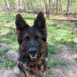 Nadia - German Shepherd