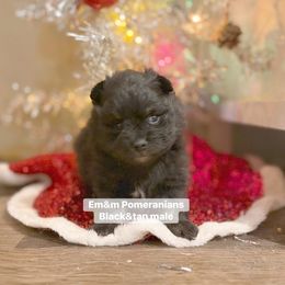 Black and tan - Black and tan male Pomeranian puppy in Kentucky from Em&M Pomeranians