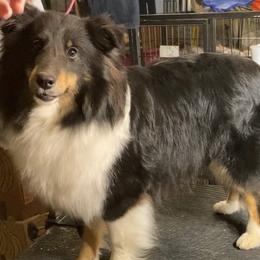 Amethyst - Shetland Sheepdog