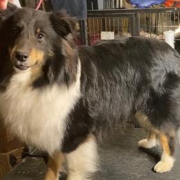 Amethyst - Shetland Sheepdog