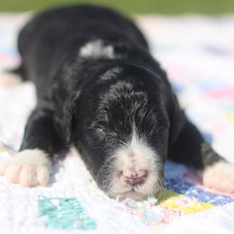 Frank - Tri-color male Bernedoodle puppy in Lowry City, Missouri from Cooper Creek Puppies