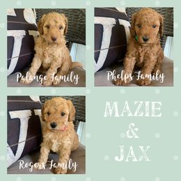 Bernedoodle and Goldendoodle Puppies from I Dream of Doodles