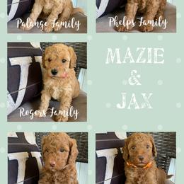 Bernedoodle and Goldendoodle Puppies from I Dream of Doodles
