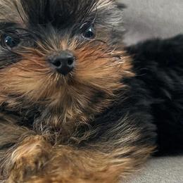 Yorkshire Terriers from Yorkie Divas