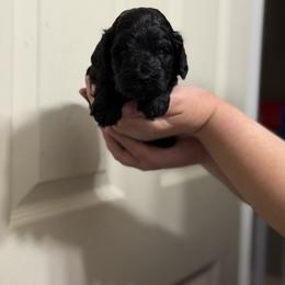 Boy 4 - Black male Cockapoo puppy in Colorado from Garrett Doodles