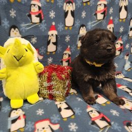 Yellow collar - Bi-color female German Shepherd puppy in Ramsey, Illinois from Haus-Farr German Shepherds