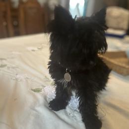 CHEWIE - Yorkshire Terrier