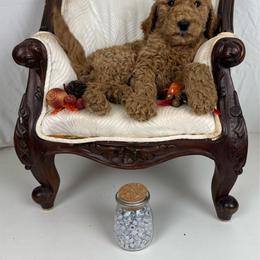 Grey Collar - Red  male Poodle puppy in Murrayville, Georgia from Spoiled Rotten Kennels