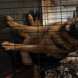 German Shepherds from Milliner K9 LLC
