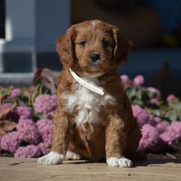 Ben - Red male Cavapoo puppy in Gap, Pennsylvania from Country View Puppies ( License 18816)