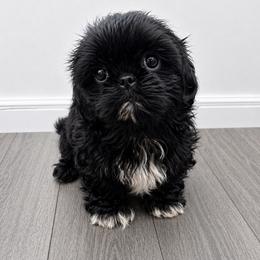 Gia - Black and white female Shih Tzu puppy in Covington, Georgia from Top Hats 2  Shih Tzu’s