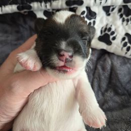 Oliver - White black and tan male Smooth Fox Terrier puppy in Lake City, Florida from Providence Kennels