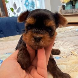 Girl 2 - Black and tan female Yorkshire Terrier puppy in Lowell, Massachusetts from Katie’s Yorkies