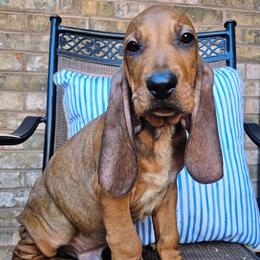Copper - Red male Colombian Fino Hound puppy in Kingston, Tennessee from Fino Hounds USA