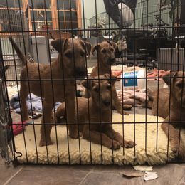 Irish Terrier Puppies from Galeway Irish Terriers