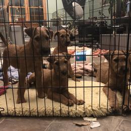 Irish Terrier Puppies from Galeway Irish Terriers