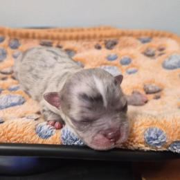 AKC Joffrey - Merle male Chihuahua puppy in Silver Summit, Utah from Snow Peak Kennel