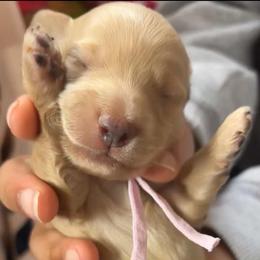 Pink collar - Cream female Dachshund puppy in Orem, Utah from Miekca’s Dachshunds