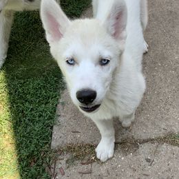 Siberian Huskies from Nakitas den
