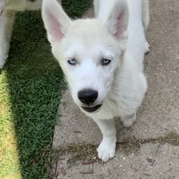 Siberian Huskies from Nakitas den