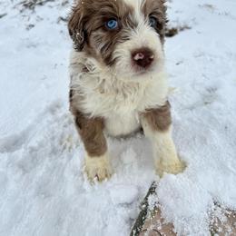 Aussiedoodle and Goldendoodle Puppies from Junipersdoodles