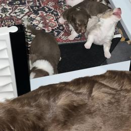 American Corgi, Cardigan Welsh Corgi, and Pembroke Welsh Corgi Puppies from Coopers Korner