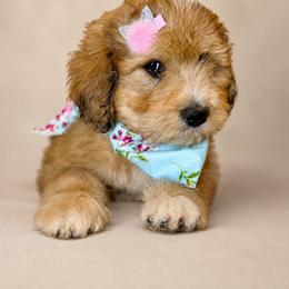 Alyeska - female Australian Mountain Doodle puppy in Lookout, California from Remington Kennels, LLC