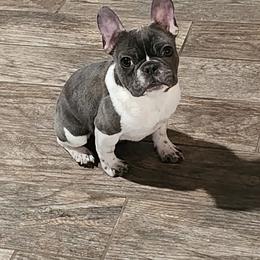 Cupcake - Tricolors female French Bulldog puppy in Lubbock, Texas from West Texas Dachshunds LLC
