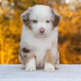 Rem - Red merle male Miniature American Shepherd puppy in Groesbeck, Texas from Epic Miniature American Shepherds