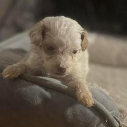 Bowie - Parti male Goldendoodle puppy in Cumberland, Rhode Island from minigoldendoodlesofRI