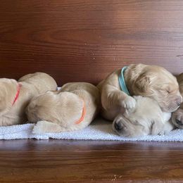 Golden Retriever puppies from Robinson Goldens
