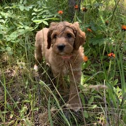 Aussiedoodle, Double Doodle, Goldendoodle, and Labradoodle Puppies from Doodle Paw Ranch