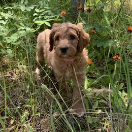 Aussiedoodle, Double Doodle, Goldendoodle, and Labradoodle Puppies from Doodle Paw Ranch
