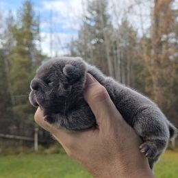 Iduna - Fawn and white female French Bulldog puppy in Columbia Falls, Montana from Glacier French Bulldogs of Montana