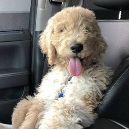 Goldendoodles and Labradoodles from Golden Buttes Doodles