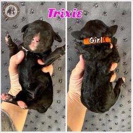 Trixie - Black and white female Bernedoodle puppy in Banner Elk, North Carolina from Walnut Tree Bernedoodles