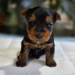 Tiny's Boy 1 - Black and tan male Yorkshire Terrier puppy in Aiken, South Carolina from Sio's Yorkies