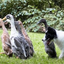 Border Collie Puppies from Fasstari Border Collies