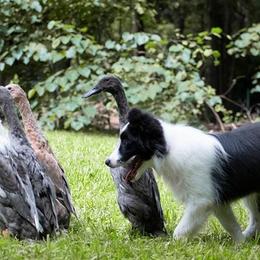 Border Collie Puppies from Fasstari Border Collies