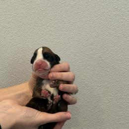 Delta - Fawn female Boxer puppy in Medical Lake, Washington from Box and Bully Estates: Boxers and Old English Bulldogs