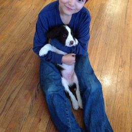 English Springer Spaniel Puppies from Whisky River Gun Dogs
