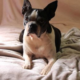 Brooke - Seal and white female Boston Terrier puppy in Port Clinton, Ohio from Campbell's Boston Terriers