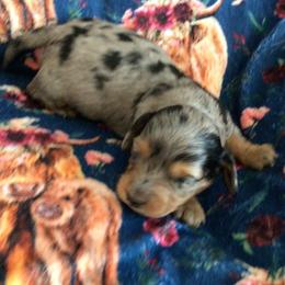 Dachshund puppies from Desert Doxies