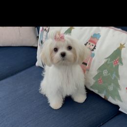 Maltese puppies from Dawn's Maltese