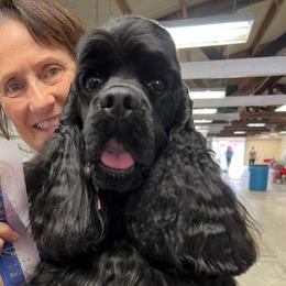 Joshua - Cocker Spaniel