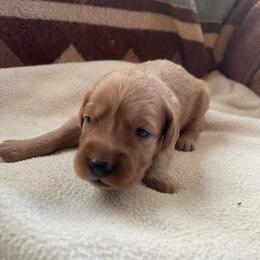 Dolly - Golden female Golden Retriever puppy in Wellington, Colorado from High Country Golden Retrievers
