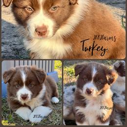 (6) Turkey - Red tri female Miniature Australian Shepherd puppy in Huntington, Texas from JKKJ Farms