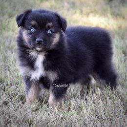 Saints - Black tri female Miniature Australian Shepherd puppy in Evant, Texas from Lazy VT Bar Ranch