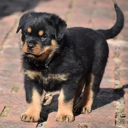 Boy 4 - male Rottweiler puppy in Catawissa, Pennsylvania from Sharp Ridge Rottweilers