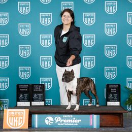 American Pit Bull Terriers and American Staffordshire Terriers from AptiBull Terriers